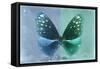 Miss Butterfly Euploea - Blue & Coral Green-Philippe Hugonnard-Framed Stretched Canvas