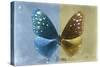 Miss Butterfly Euploea - Blue & Gold-Philippe Hugonnard-Stretched Canvas