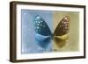 Miss Butterfly Euploea - Blue & Gold-Philippe Hugonnard-Framed Photographic Print