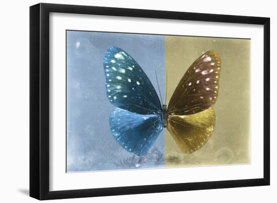 Miss Butterfly Euploea - Blue & Gold-Philippe Hugonnard-Framed Photographic Print