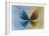 Miss Butterfly Euploea - Blue & Gold-Philippe Hugonnard-Framed Photographic Print