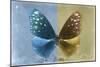 Miss Butterfly Euploea - Blue & Gold-Philippe Hugonnard-Mounted Photographic Print