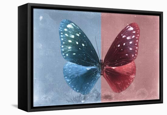 Miss Butterfly Euploea - Blue & Red-Philippe Hugonnard-Framed Stretched Canvas