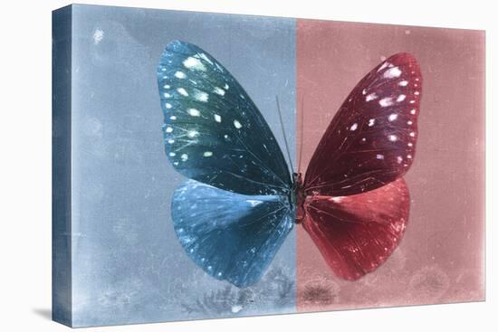 Miss Butterfly Euploea - Blue & Red-Philippe Hugonnard-Stretched Canvas