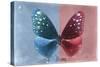 Miss Butterfly Euploea - Blue & Red-Philippe Hugonnard-Stretched Canvas