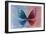 Miss Butterfly Euploea - Blue & Red-Philippe Hugonnard-Framed Photographic Print