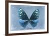 Miss Butterfly Euploea - Blue-Philippe Hugonnard-Framed Photographic Print