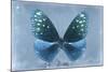 Miss Butterfly Euploea - Blue-Philippe Hugonnard-Mounted Photographic Print