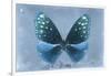 Miss Butterfly Euploea - Blue-Philippe Hugonnard-Framed Photographic Print