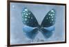 Miss Butterfly Euploea - Blue-Philippe Hugonnard-Framed Photographic Print