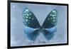 Miss Butterfly Euploea - Blue-Philippe Hugonnard-Framed Photographic Print