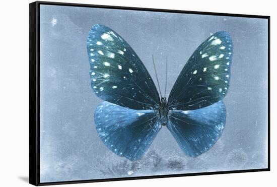 Miss Butterfly Euploea - Blue-Philippe Hugonnard-Framed Stretched Canvas