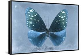 Miss Butterfly Euploea - Blue-Philippe Hugonnard-Framed Stretched Canvas