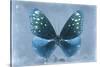 Miss Butterfly Euploea - Blue-Philippe Hugonnard-Stretched Canvas