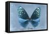 Miss Butterfly Euploea - Blue-Philippe Hugonnard-Framed Stretched Canvas