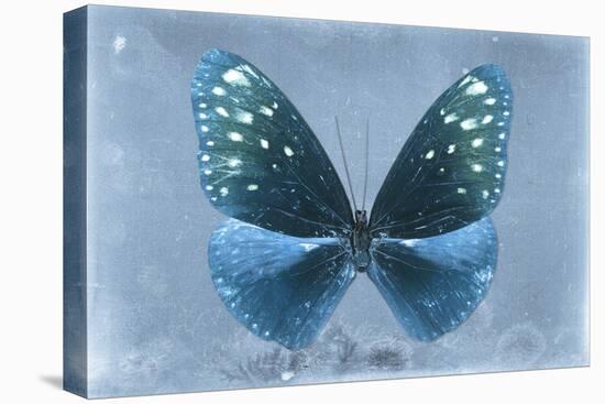 Miss Butterfly Euploea - Blue-Philippe Hugonnard-Stretched Canvas