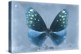 Miss Butterfly Euploea - Blue-Philippe Hugonnard-Stretched Canvas