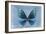 Miss Butterfly Euploea - Blue-Philippe Hugonnard-Framed Photographic Print