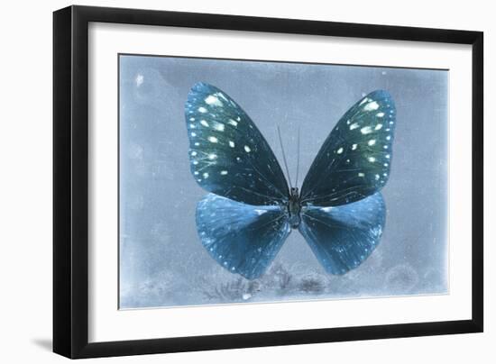 Miss Butterfly Euploea - Blue-Philippe Hugonnard-Framed Photographic Print