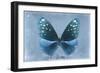 Miss Butterfly Euploea - Blue-Philippe Hugonnard-Framed Photographic Print