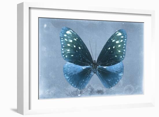 Miss Butterfly Euploea - Blue-Philippe Hugonnard-Framed Photographic Print