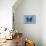 Miss Butterfly Euploea - Blue-Philippe Hugonnard-Mounted Photographic Print displayed on a wall