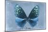 Miss Butterfly Euploea - Blue-Philippe Hugonnard-Mounted Photographic Print