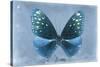 Miss Butterfly Euploea - Blue-Philippe Hugonnard-Stretched Canvas