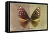 Miss Butterfly Euploea - Caramel & Gold-Philippe Hugonnard-Framed Stretched Canvas