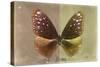 Miss Butterfly Euploea - Caramel & Gold-Philippe Hugonnard-Stretched Canvas