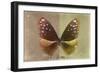 Miss Butterfly Euploea - Caramel & Gold-Philippe Hugonnard-Framed Photographic Print