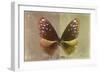 Miss Butterfly Euploea - Caramel & Gold-Philippe Hugonnard-Framed Photographic Print
