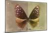 Miss Butterfly Euploea - Caramel & Gold-Philippe Hugonnard-Mounted Photographic Print