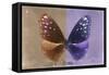 Miss Butterfly Euploea - Caramel & Purple-Philippe Hugonnard-Framed Stretched Canvas