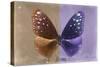 Miss Butterfly Euploea - Caramel & Purple-Philippe Hugonnard-Stretched Canvas