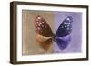 Miss Butterfly Euploea - Caramel & Purple-Philippe Hugonnard-Framed Photographic Print