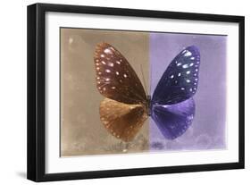 Miss Butterfly Euploea - Caramel & Purple-Philippe Hugonnard-Framed Photographic Print