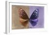 Miss Butterfly Euploea - Caramel & Purple-Philippe Hugonnard-Framed Photographic Print