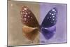 Miss Butterfly Euploea - Caramel & Purple-Philippe Hugonnard-Mounted Photographic Print