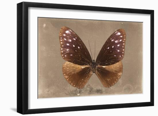 Miss Butterfly Euploea - Caramel-Philippe Hugonnard-Framed Photographic Print
