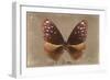 Miss Butterfly Euploea - Caramel-Philippe Hugonnard-Framed Photographic Print