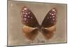 Miss Butterfly Euploea - Caramel-Philippe Hugonnard-Mounted Photographic Print