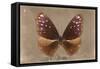 Miss Butterfly Euploea - Caramel-Philippe Hugonnard-Framed Stretched Canvas