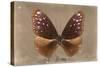 Miss Butterfly Euploea - Caramel-Philippe Hugonnard-Stretched Canvas