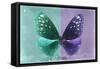 Miss Butterfly Euploea - Coral Green & Purple-Philippe Hugonnard-Framed Stretched Canvas