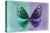 Miss Butterfly Euploea - Coral Green & Purple-Philippe Hugonnard-Stretched Canvas