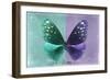 Miss Butterfly Euploea - Coral Green & Purple-Philippe Hugonnard-Framed Photographic Print