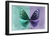 Miss Butterfly Euploea - Coral Green & Purple-Philippe Hugonnard-Framed Photographic Print