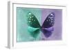 Miss Butterfly Euploea - Coral Green & Purple-Philippe Hugonnard-Framed Photographic Print