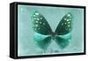 Miss Butterfly Euploea - Coral Green-Philippe Hugonnard-Framed Stretched Canvas